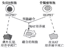 2019江苏高考生物试题及答案【word真题试卷】