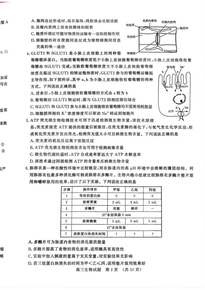 山东名校考试联盟2025届高三期中检测生物试题及答案