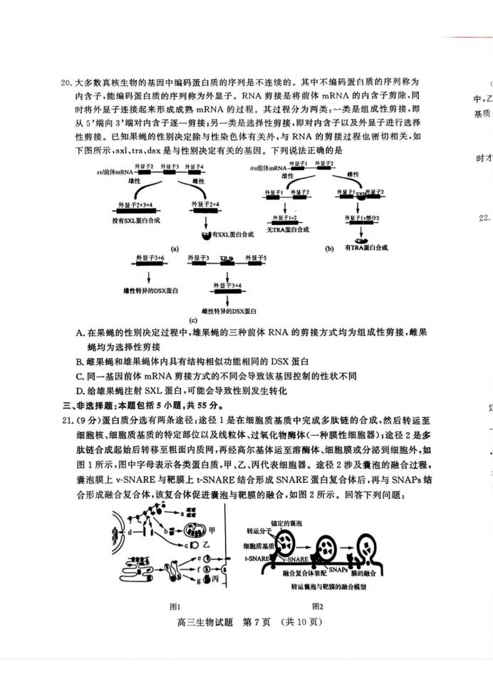 山东名校考试联盟2025届高三期中检测生物试题及答案