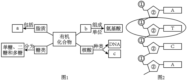 2024台山一中高三第一次月考生物试题及答案解析