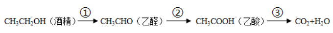 2024台山一中高三第一次月考生物试题及答案解析