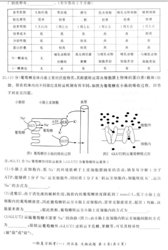 2024百师联盟高三一轮复习考试生物试题及答案(河北卷)