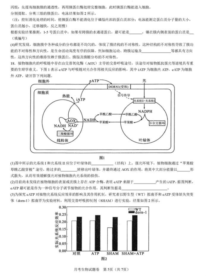 湖南省衡阳八中2024高三10月月考生物试题及答案解析