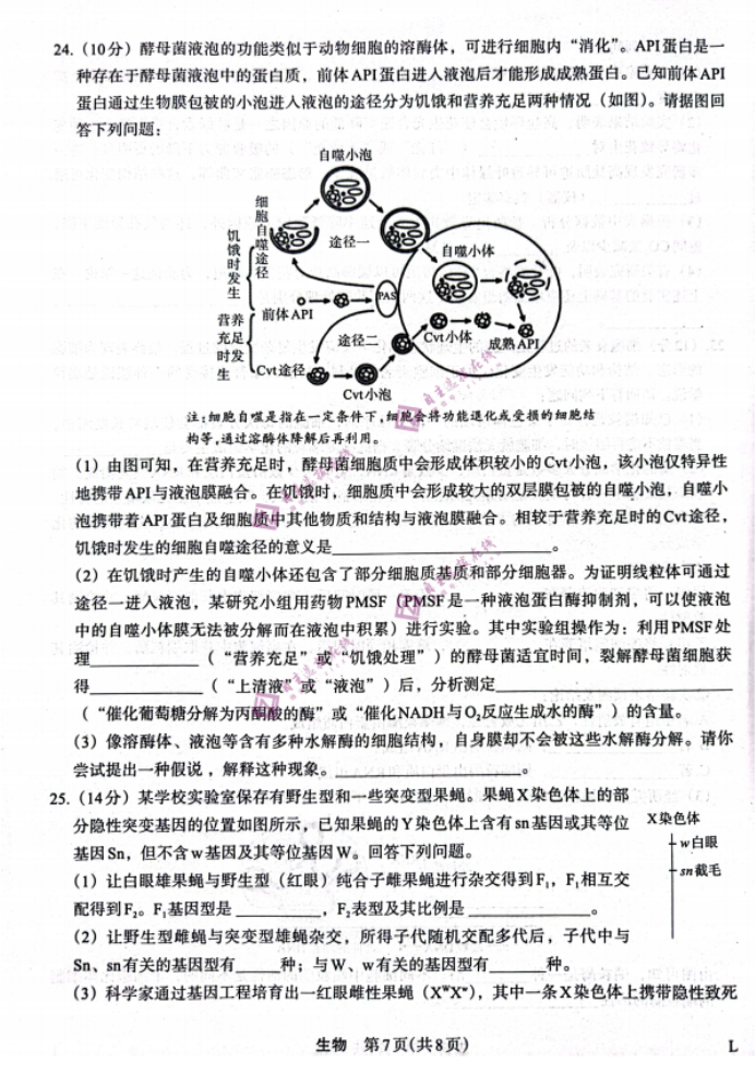 陕西菁师联盟2024高三10月质量监测考试生物试题及答案