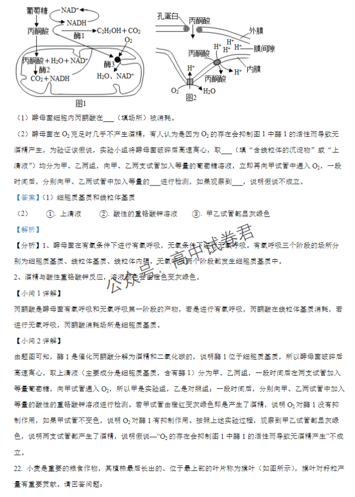 江西宜春宜丰中学创新部2024高三10月月考生物试题及答案