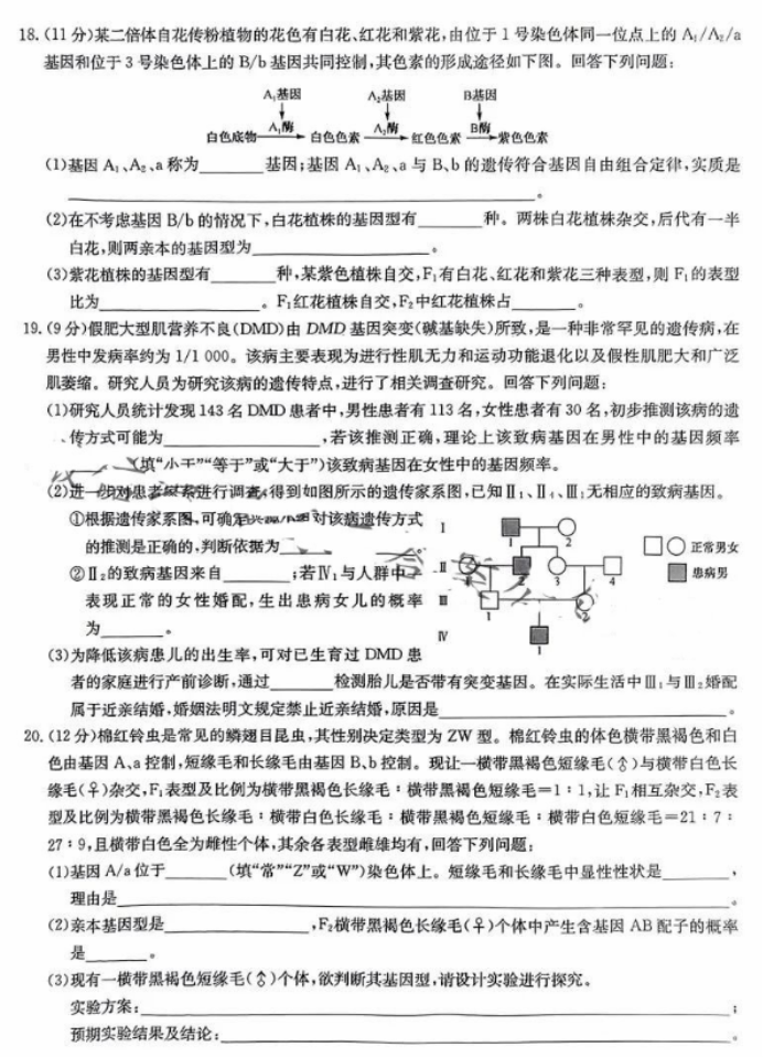 新高考九师联盟2024高三10月质量检测生物试题及答案解析