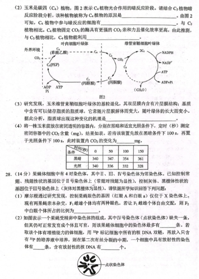 xkw2024高三10月大联考(全国乙卷)生物试题及答案解析