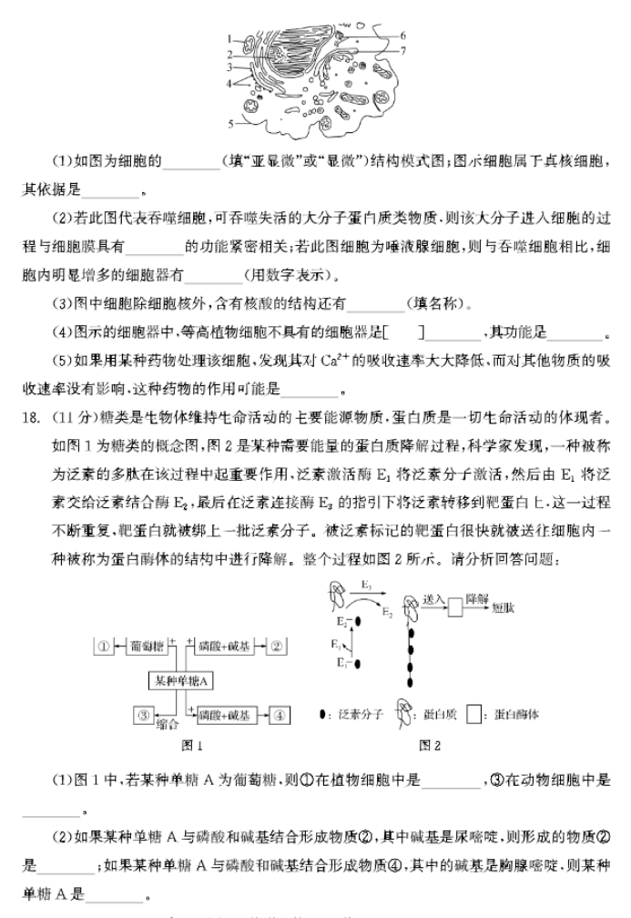 河北衡中同卷2024高三上学期一调考试生物试题及答案解析