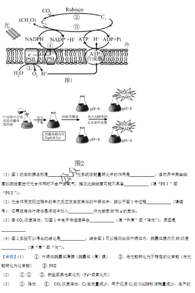 福建莆田五校联盟2024高三11月期中考生物试题及答案解析