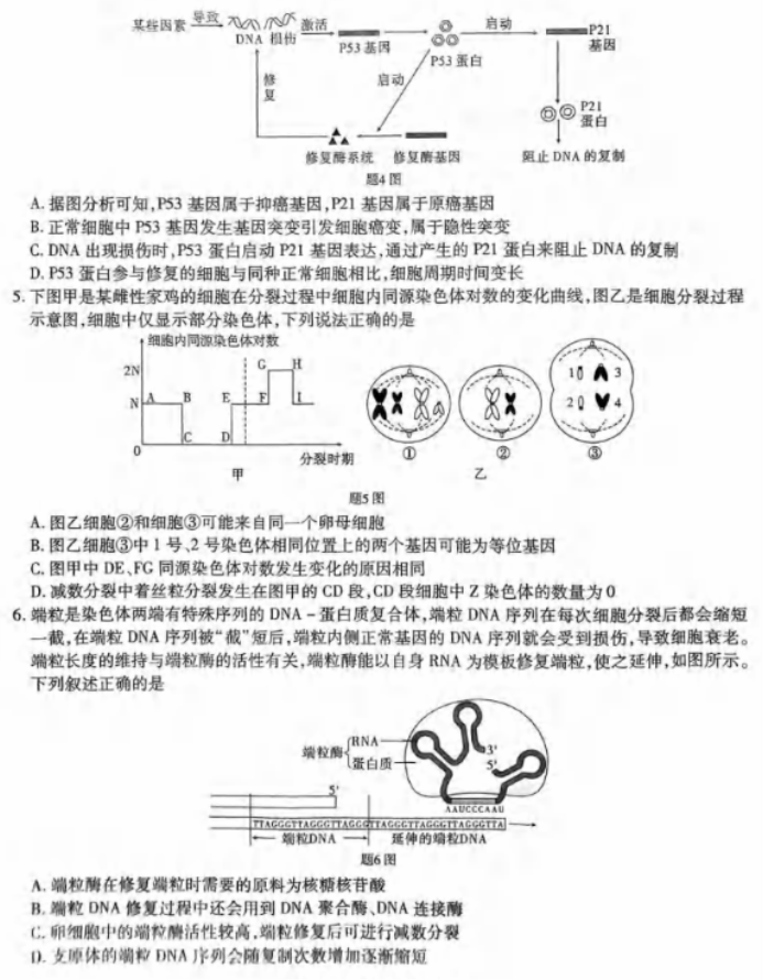 重庆市2024高三第四次质量检测生物试题及答案解析