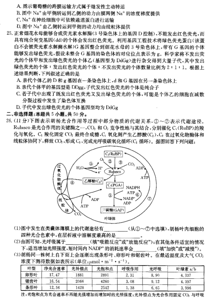 河南省许平汝名校2024高三期中联考生物试题及答案解析