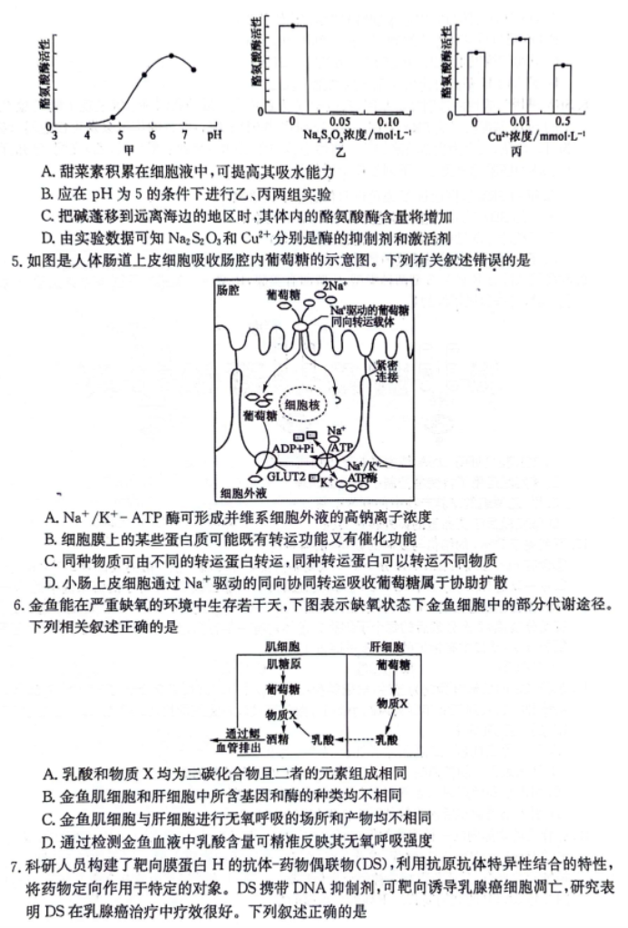 齐齐哈尔普高联谊校2024高三11月月考生物试题及答案解析