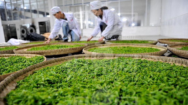 茶叶生产与加工专业|2017茶叶生产加工技术专业就业前景和就业方向分析