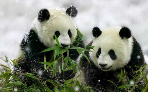 云南林业职业技术学院专业排名 最好的专业有