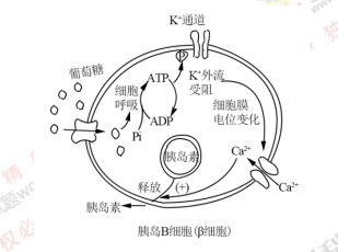 细胞外葡萄糖浓度调节胰岛b细胞β细胞分泌胰岛素的过程如图对其理解