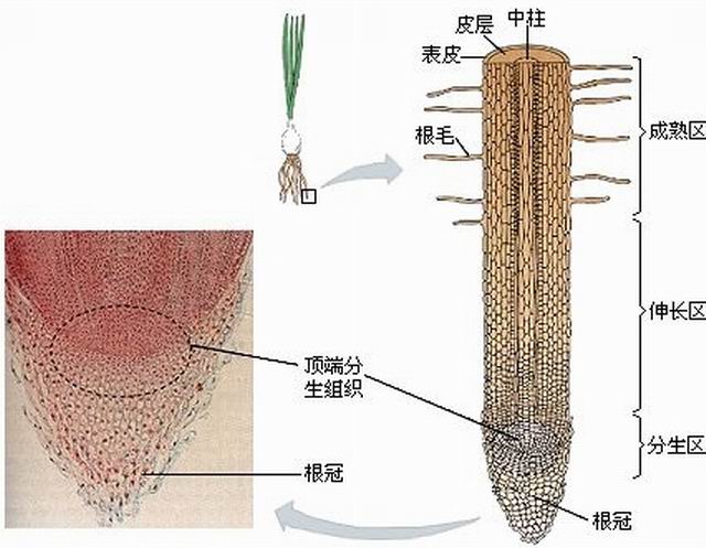 植物分生区,根毛区,伸长区有哪些区别?