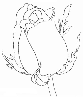 玫瑰花的素描画法图解