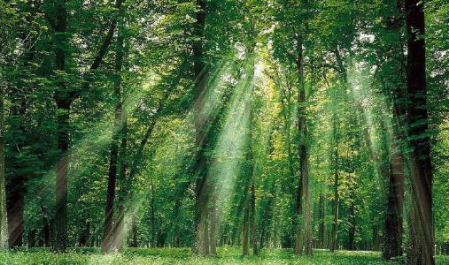 森林保护专业大学排名
