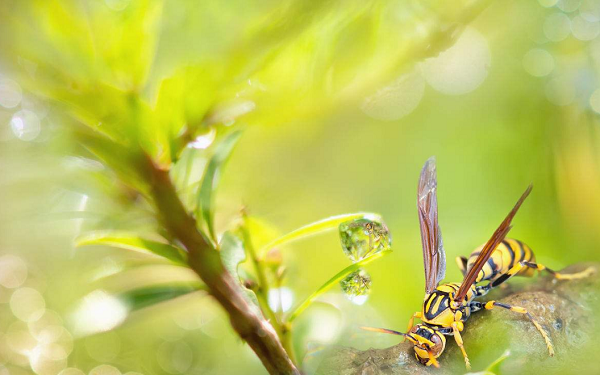 2018植物保护专业就业方向及就业前景分析_高