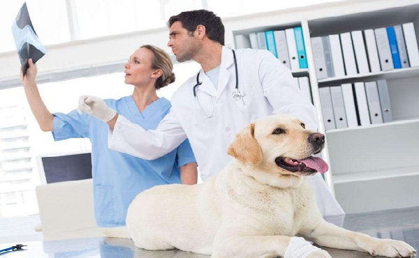 开设动物医学专业有哪些专科院校