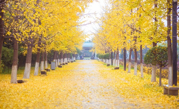 西北工业大学明德学院排名2017最新排名第35