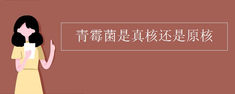 青霉菌是真核还是原核