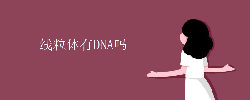线粒体有DNA吗