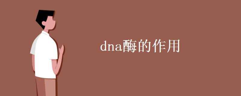 dna酶的作用